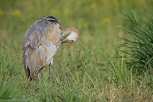 Neck: Sandhill Crane