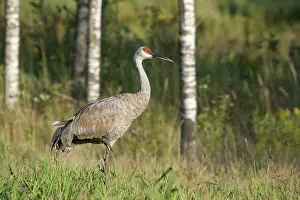 Neck: Sandhill Crane
