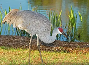 Gruidae: Sandhill Crane