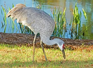 Gruidae: Sandhill Crane