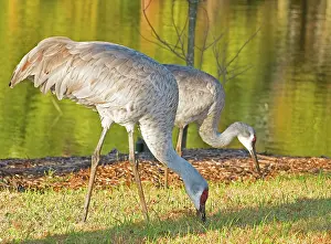 Gruidae: Sandhill Crane