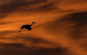 Soaring: Sandhill crane, Antigone canadensis, in flight i