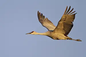 Cranes: Sandhill Crane (Antigone canadensis) flying, New Mexico