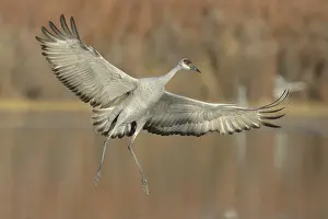 Cranes: Sandhill Crane (Antigone canadensis) flying