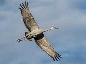 Crane: Sandhill crane calling while flying, Bernardo Wildlife Area