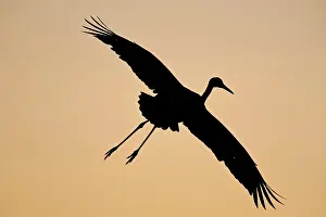 Tabida: Sandhill Crane in Flight