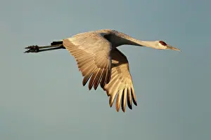 Tabida: Sandhill Crane in Flight