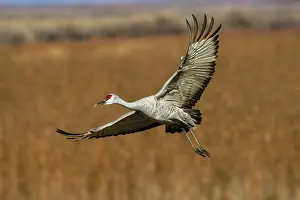 Beige: Sandhill crane in flight. Bosque del Apache National