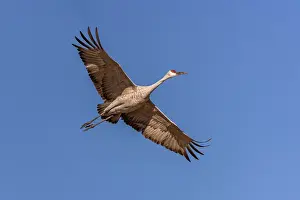 Beige: Sandhill crane in flight. Bosque del Apache National