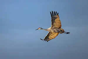 Beige: Sandhill crane in flight. Bosque del Apache National