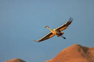 Beige: Sandhill crane in flight. Bosque del Apache National