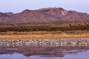 Stop: Sandhill Crane flock