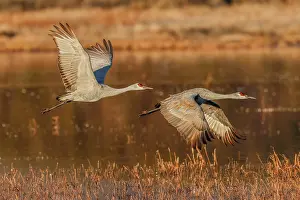 Adam: Sandhill crane flying. Bosque del Apache National