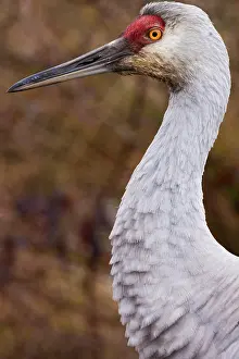 George: Sandhill crane, George C. Reifel Migratory