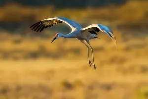 Antonio: Sandhill Crane (Grus americana) at landing