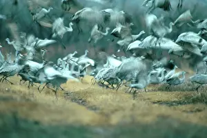 Stop: Sandhill Crane (Grus canadensis)