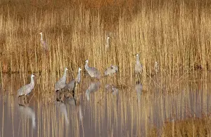 Stop: Sandhill Crane (Grus canadensis)