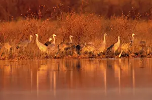 Stop: Sandhill Crane (Grus canadensis)