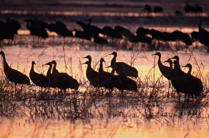 Stop: Sandhill Crane (Grus canadensis)