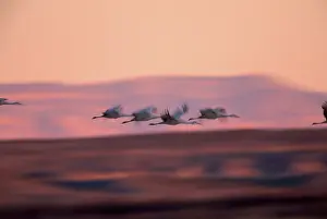 Stop: Sandhill Crane (Grus canadensis)