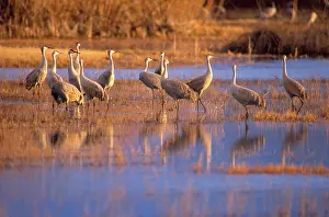 Stop: Sandhill Crane (Grus canadensis)