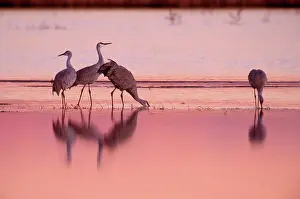 Stop: Sandhill Crane (Grus canadensis)