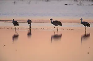 Stop: Sandhill Crane (Grus canadensis)