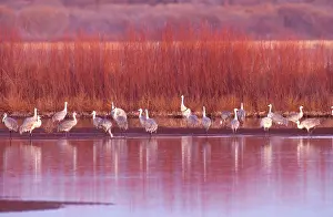 Stop: Sandhill Crane (Grus canadensis)