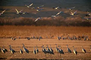 Stop: Sandhill Crane (Grus canadensis)