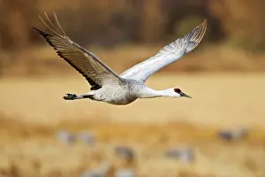 Ditto: Sandhill Crane (Grus canadensis) adult in