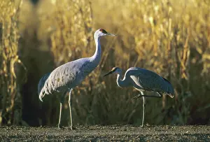 Kevin: Sandhill Crane, (Grus canadensis), Bosque