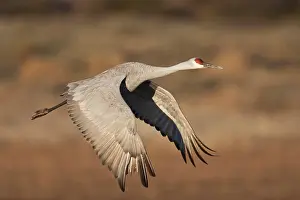 Ditto: Sandhill Crane (Grus canadensis) in flight