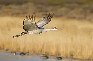 Foreground: Sandhill Crane (Grus canadensis) in flight