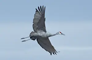 Stop: Sandhill Crane (Grus canadensis) flying