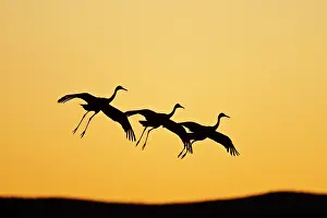 Ditto: Sandhill Crane (Grus canadensis) landing