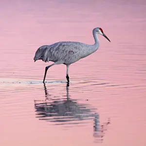 Apache: Sandhill crane (Grus canadensis), New Mexico, USA