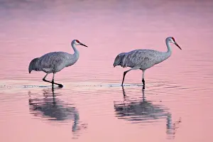 Wade: Sandhill crane (Grus canadensis), Sandhill crane