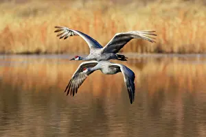 Hibernate: Sandhill crane (Grus canadensis), Sandhill crane