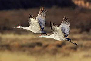 Hibernate: Sandhill crane (Grus canadensis), Sandhill crane