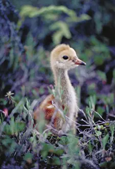 Omnivores: Sandhill Crane (Grus canandensis)