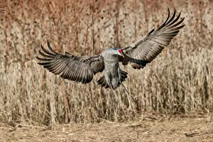 Adam: Sandhill crane landing. Bosque del Apache National