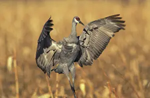 Stop: Sandhill Crane at migratory stopover