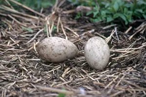 Saskatchewan: Sandhill Crane Nest and Eggs