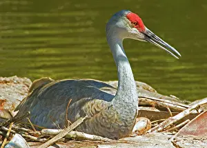 Grue: Sandhill Crane Nesting