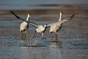 Tabida: Sandhill Crane taking off