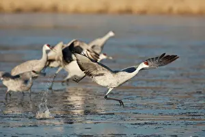 Tabida: Sandhill Crane taking off