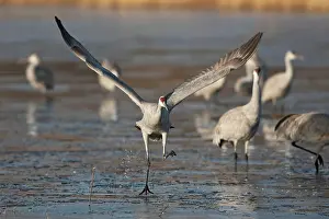 Tabida: Sandhill Crane taking off