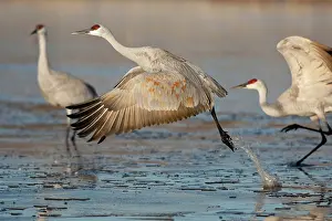 Cranes: Sandhill Crane taking off