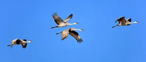 Wintering: Sandhill Crane - wintering crane in flight in winter