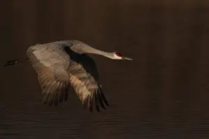 Stopover: Sandhill Cranes